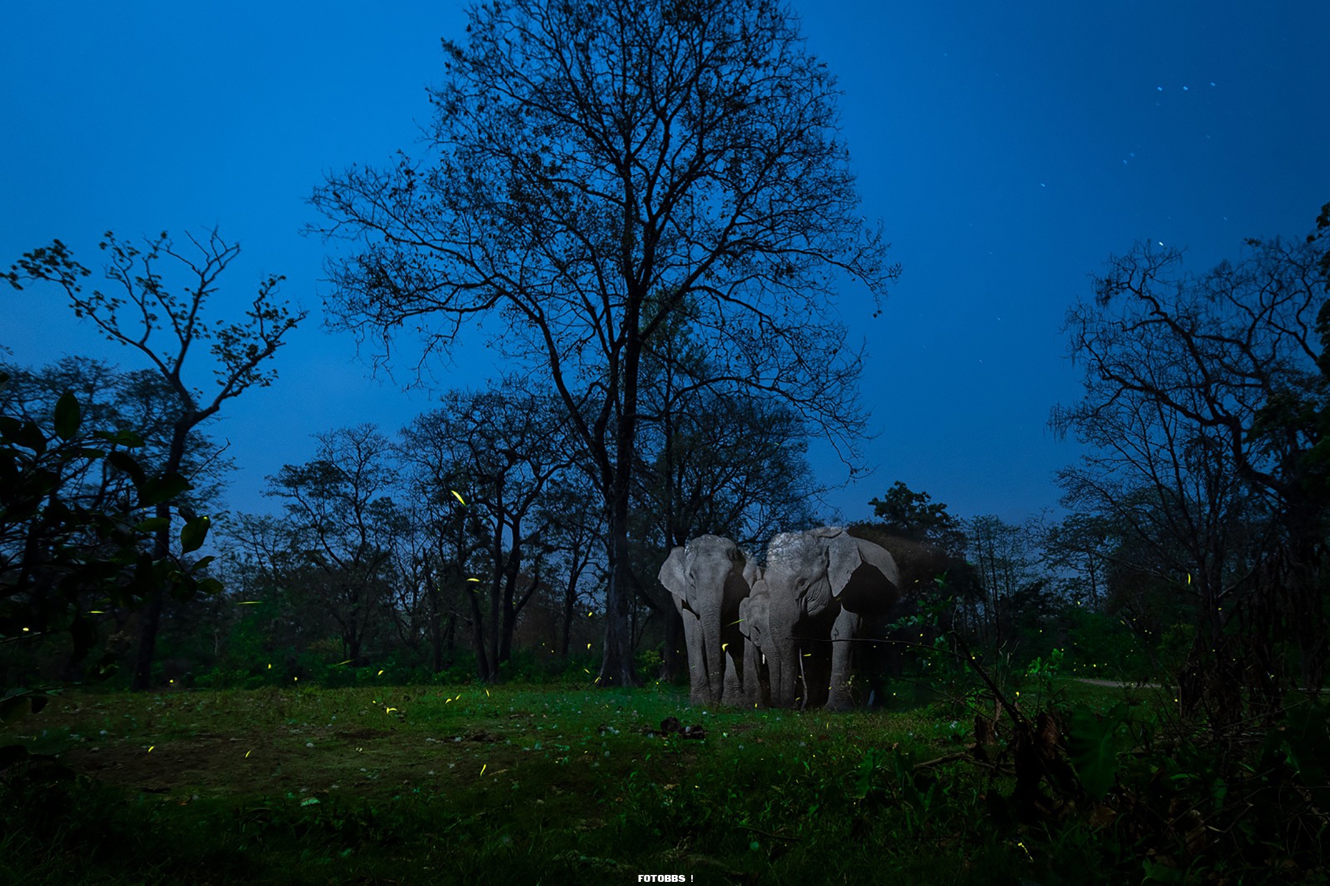 Creative_Nature_Photography_-_1_-_Winner_-_Nayan_Jyoti_Das_ele-fireflies1.jpg