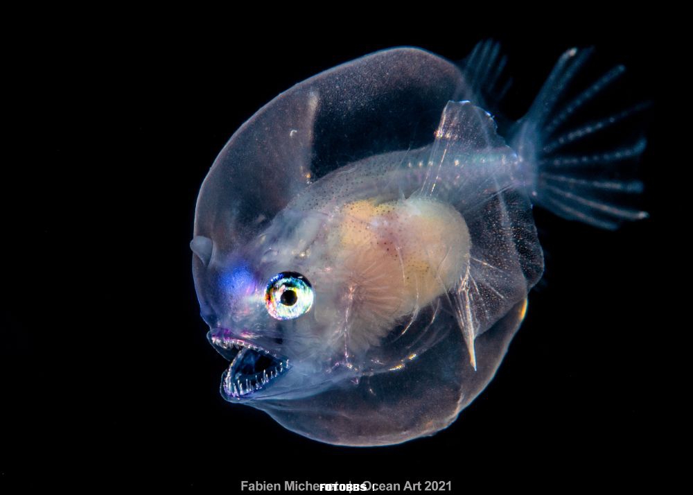 HM1-Blackwater_Fabien_Michenet_Juvenile deep-water Anglerfish.jpg