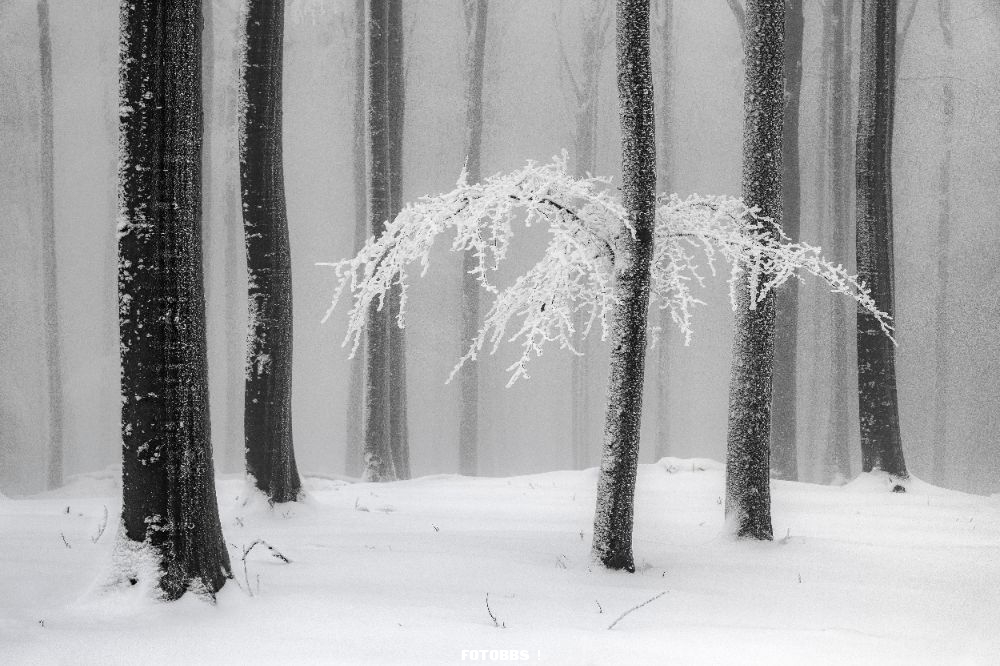 31443_Heiner_Machalett_Winter_Forest.jpg